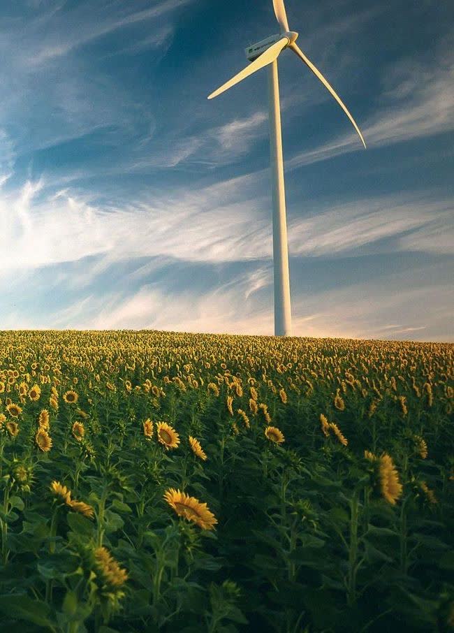 Windkraftanlage im Sonnenblumenfeld